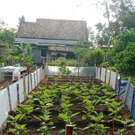 Ketahanan Pangan